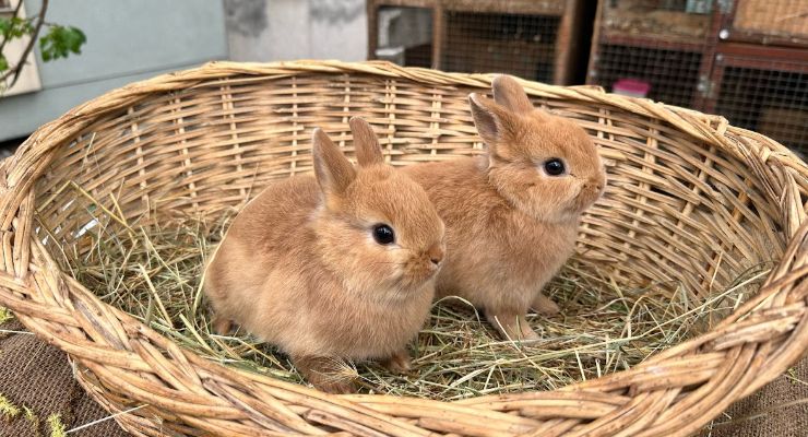 Erzurum Büyümeyen Tavşan
