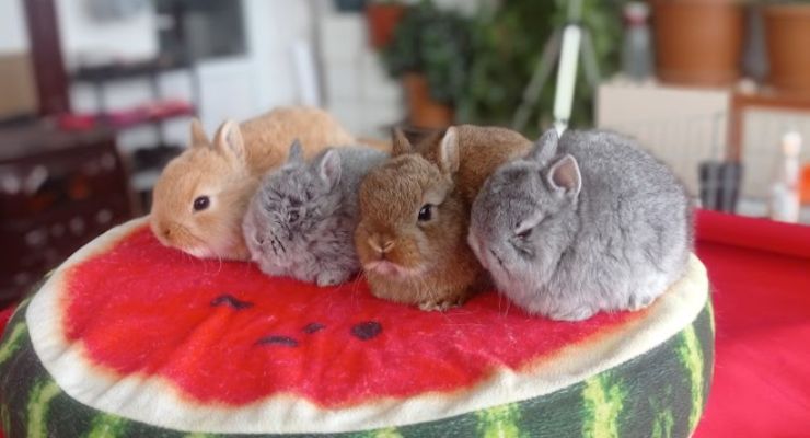 Erzurum Cins Tavşan