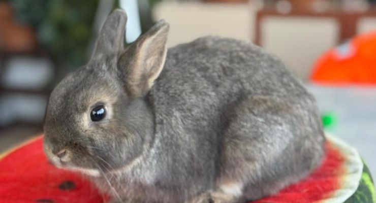 Erzurum Ev Tavşanı
