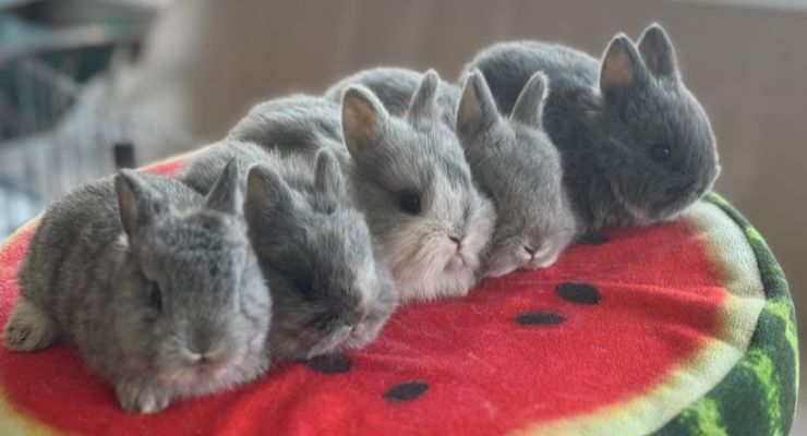 Erzurum Evcil Tavşan