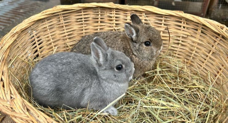 Erzurum Yavru Tavşan