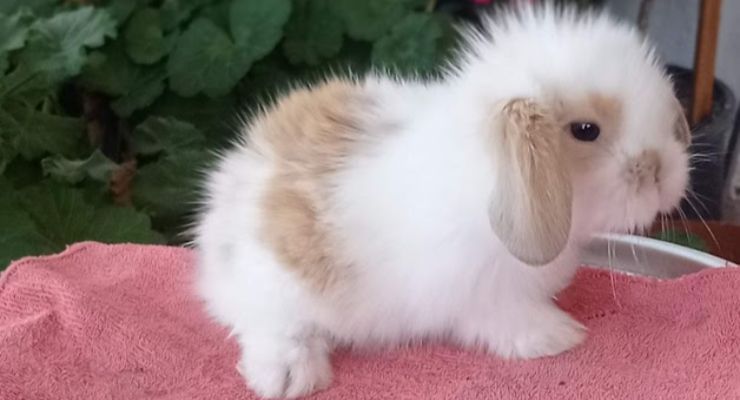 Erzurum Hollanda Lop Tavşan